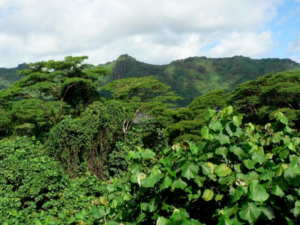 62- Canopee 